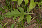 Mullein foxglove